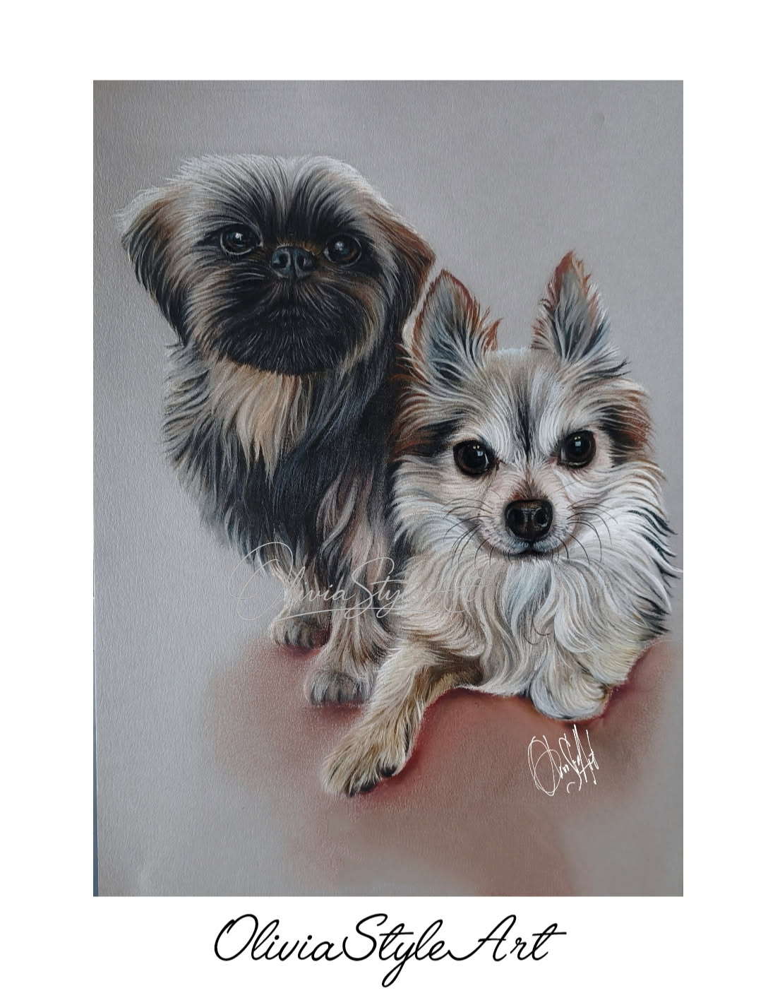 Portrait Chihuahua et shih tzu